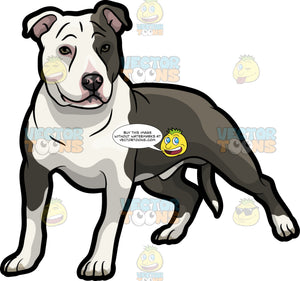 Download A Brave Looking American Staffordshire Terrier Pet Dog Clipart Cartoons By Vectortoons