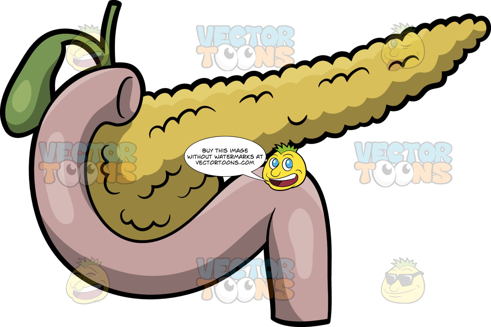 Cartoon: A Human Pancreas | Clipart Images