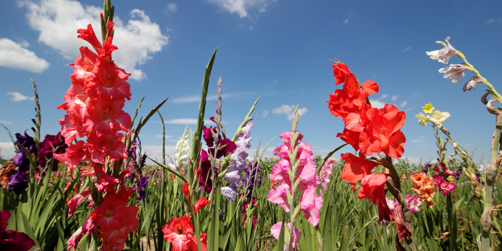 are gladiolas poisonous to dogs or cats