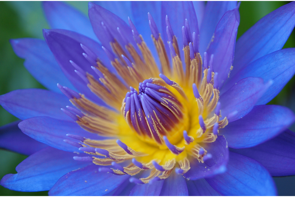 blue egyptian lotus water lily