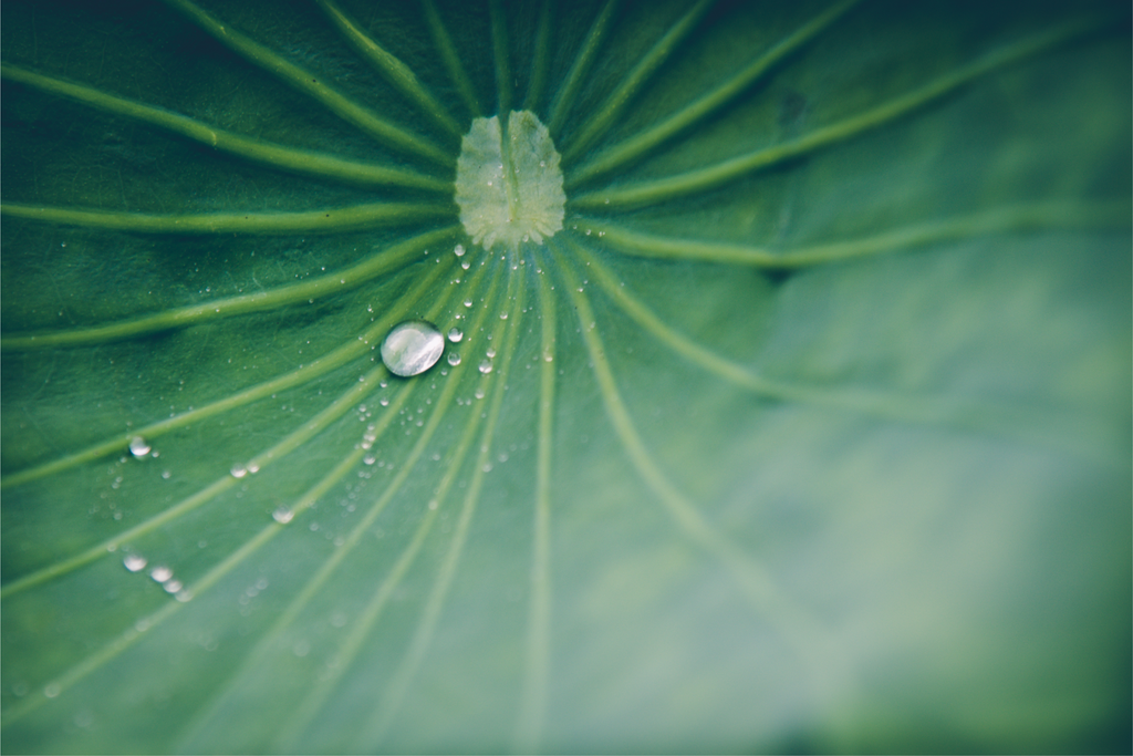 superhydrophobic lotus leaf
