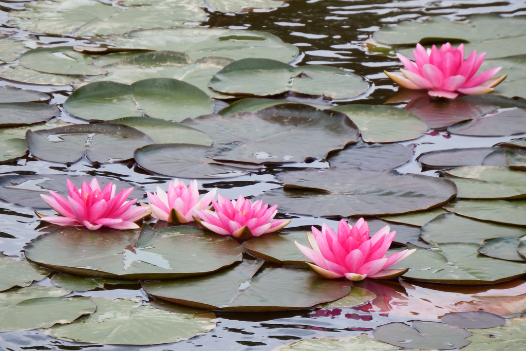 dark pink water lilies on a pond with lily pads