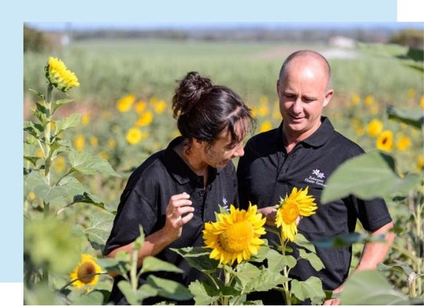 Sunflower farmer