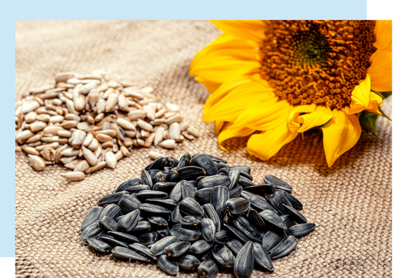 Sunflower seeds