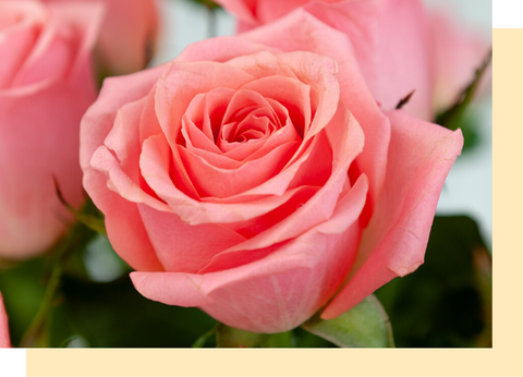 Rose Symbolism, Colours And Meanings | The Floraly Journal