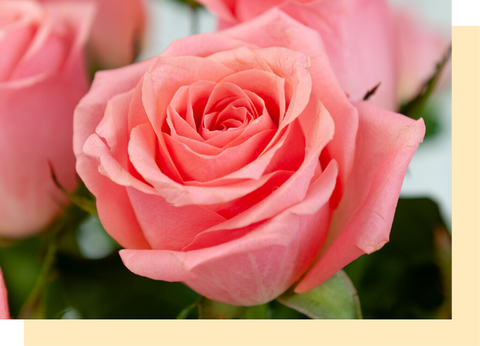 Rose Flower Meanings, Symbolism, History & Mythology