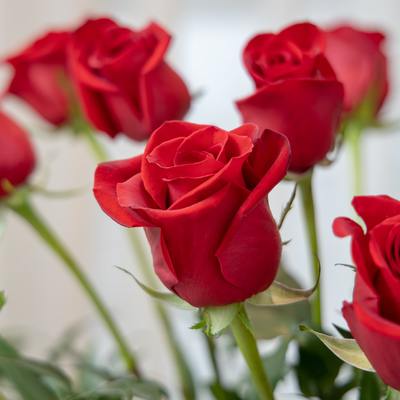 Dozen Red Roses - Floraly Australia