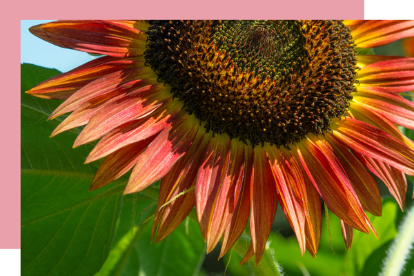 Sunflower colours