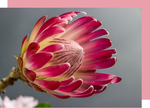 blooming protea flower