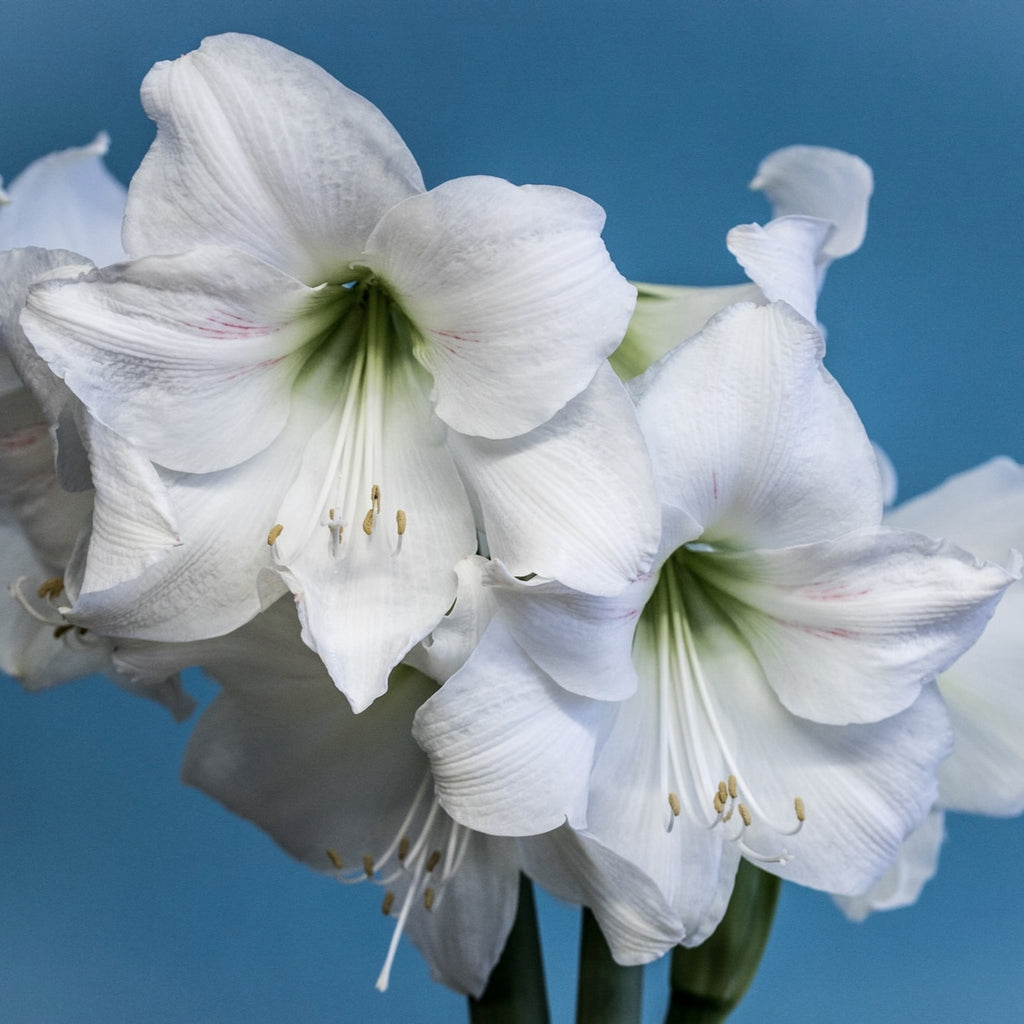 white amaryllis flowers on a blue background