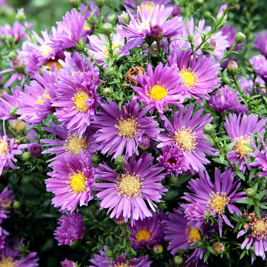 purple aster bush