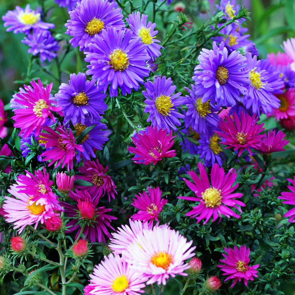 purple, blue and pink asters