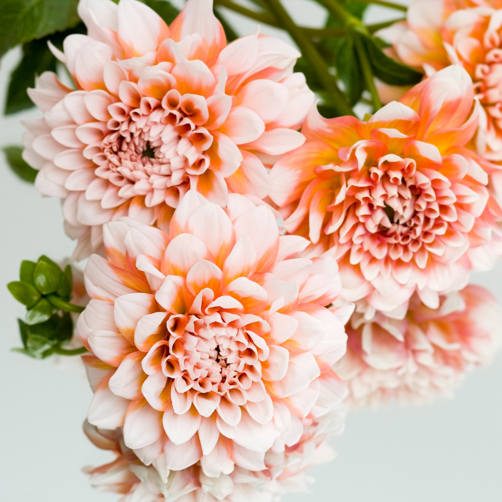 dahlia bouquet