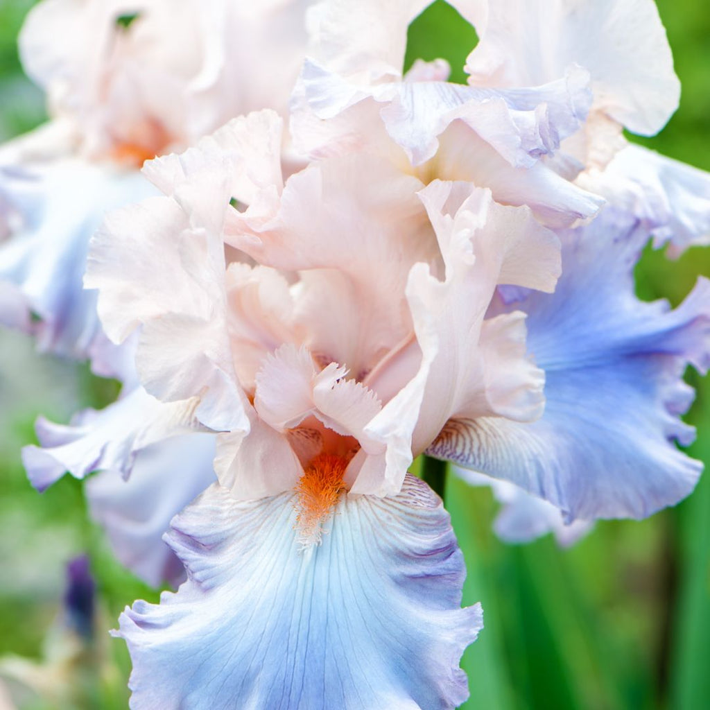 pink and blue iris flower