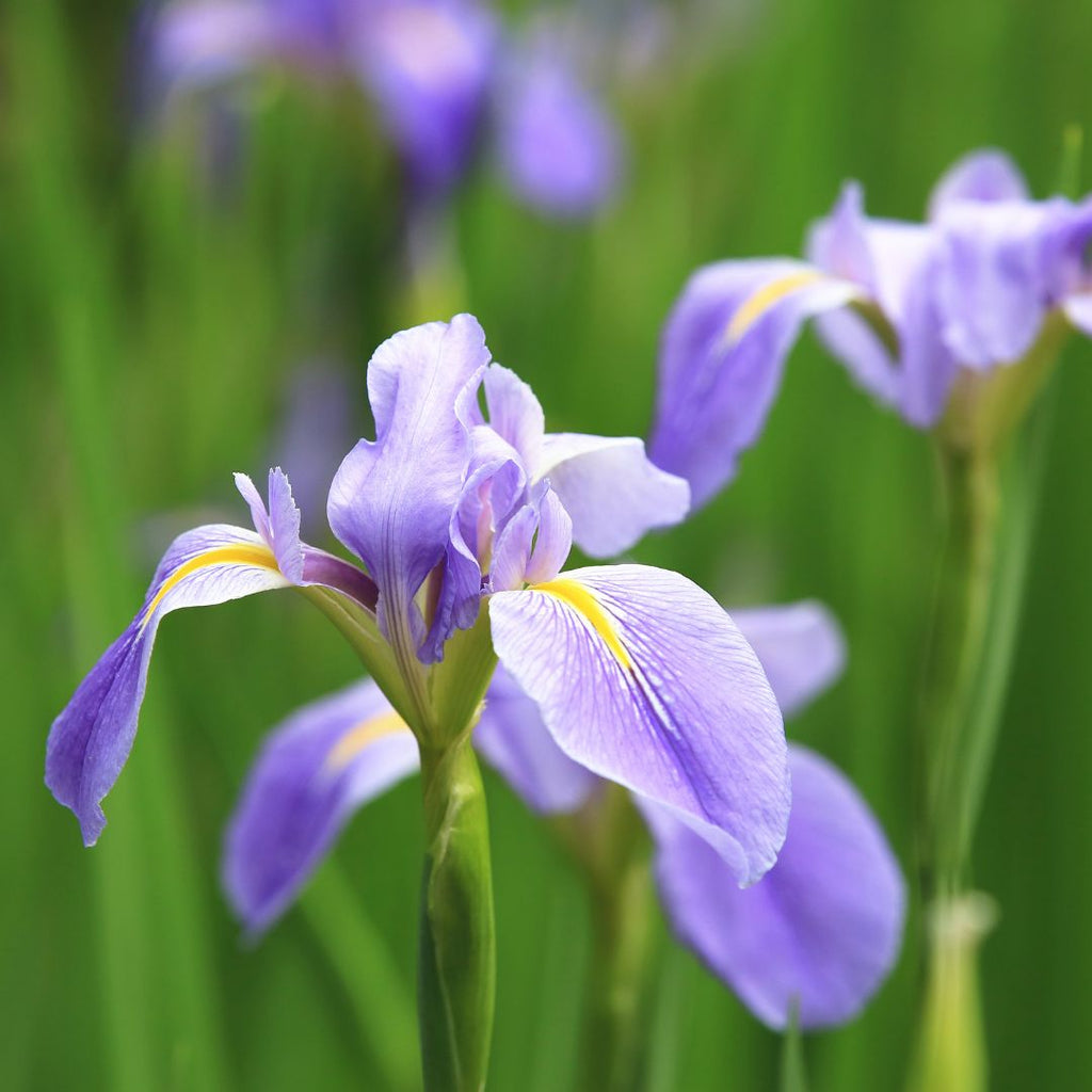 purple iris flowers