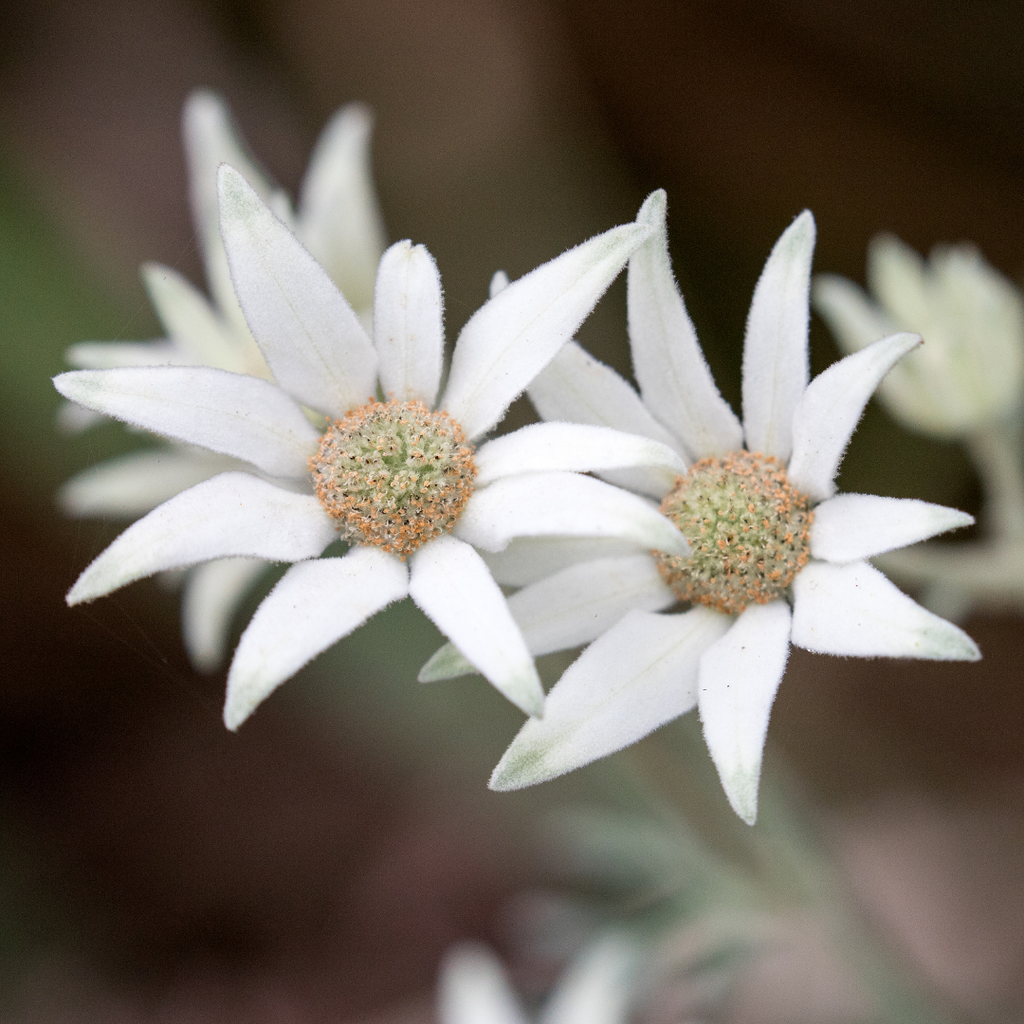 white flannel flower 