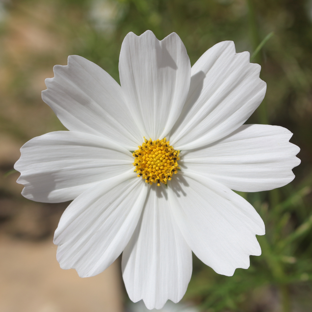 white cosmos flower