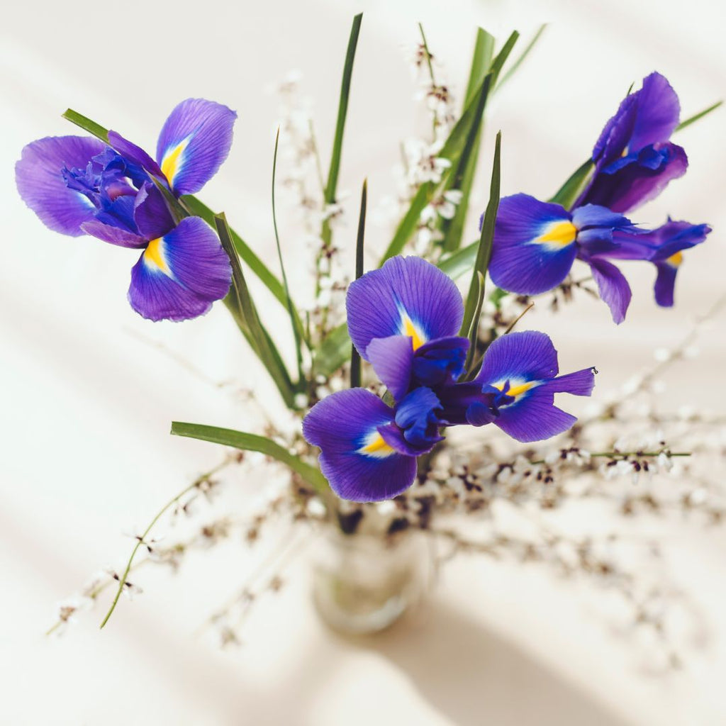 irises in a vase