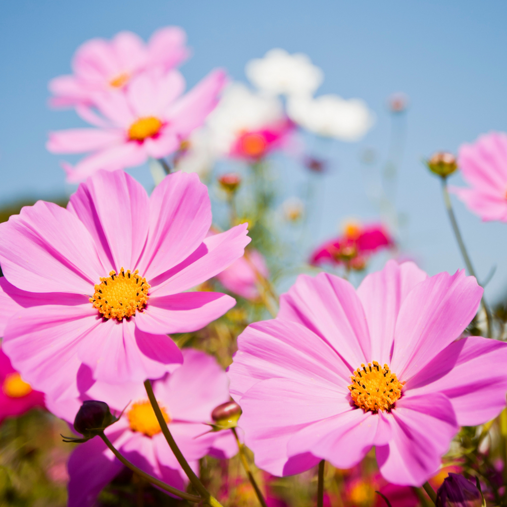 pink cosmos flowers