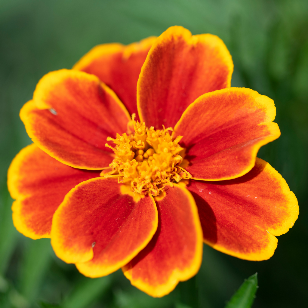 signet marigold