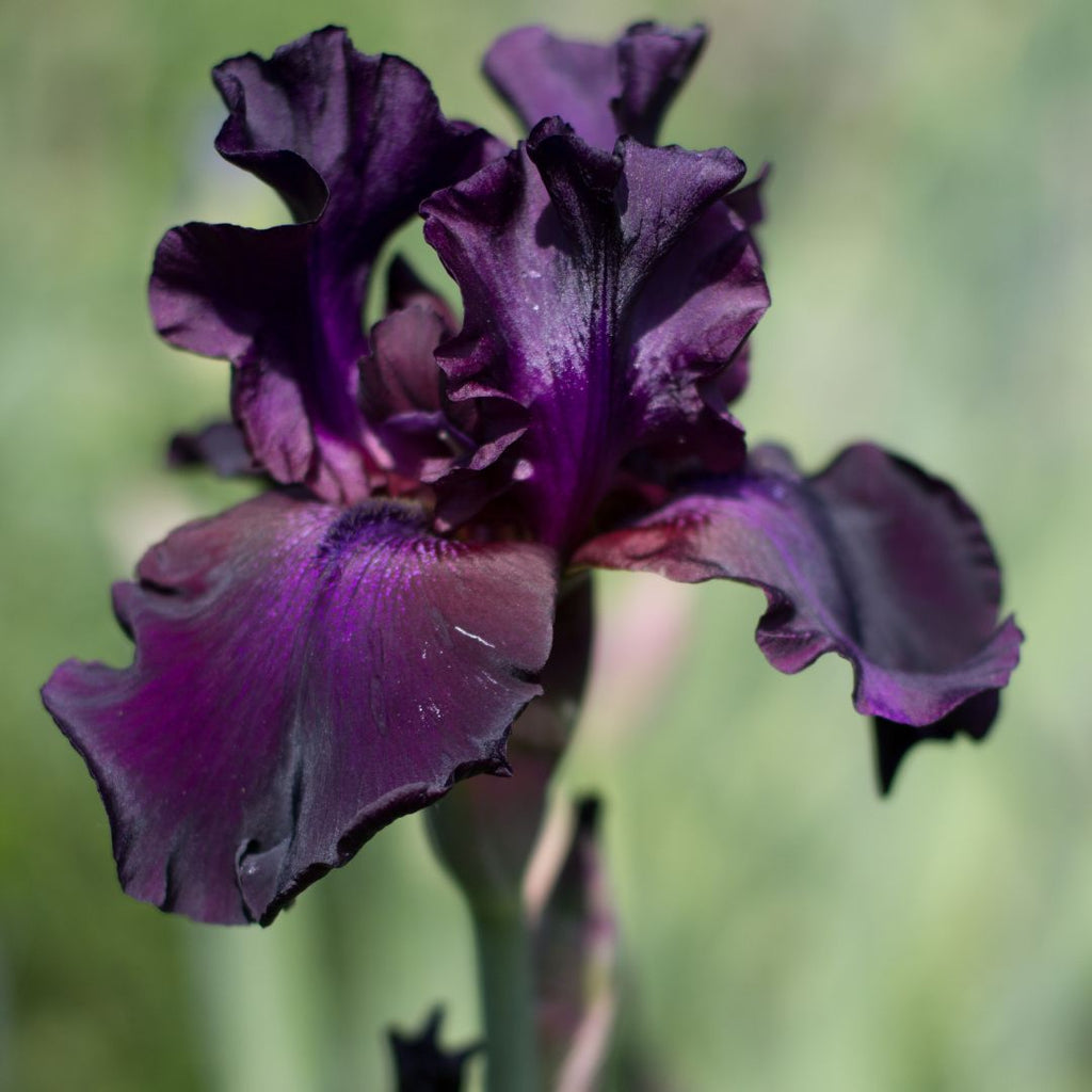 black iris