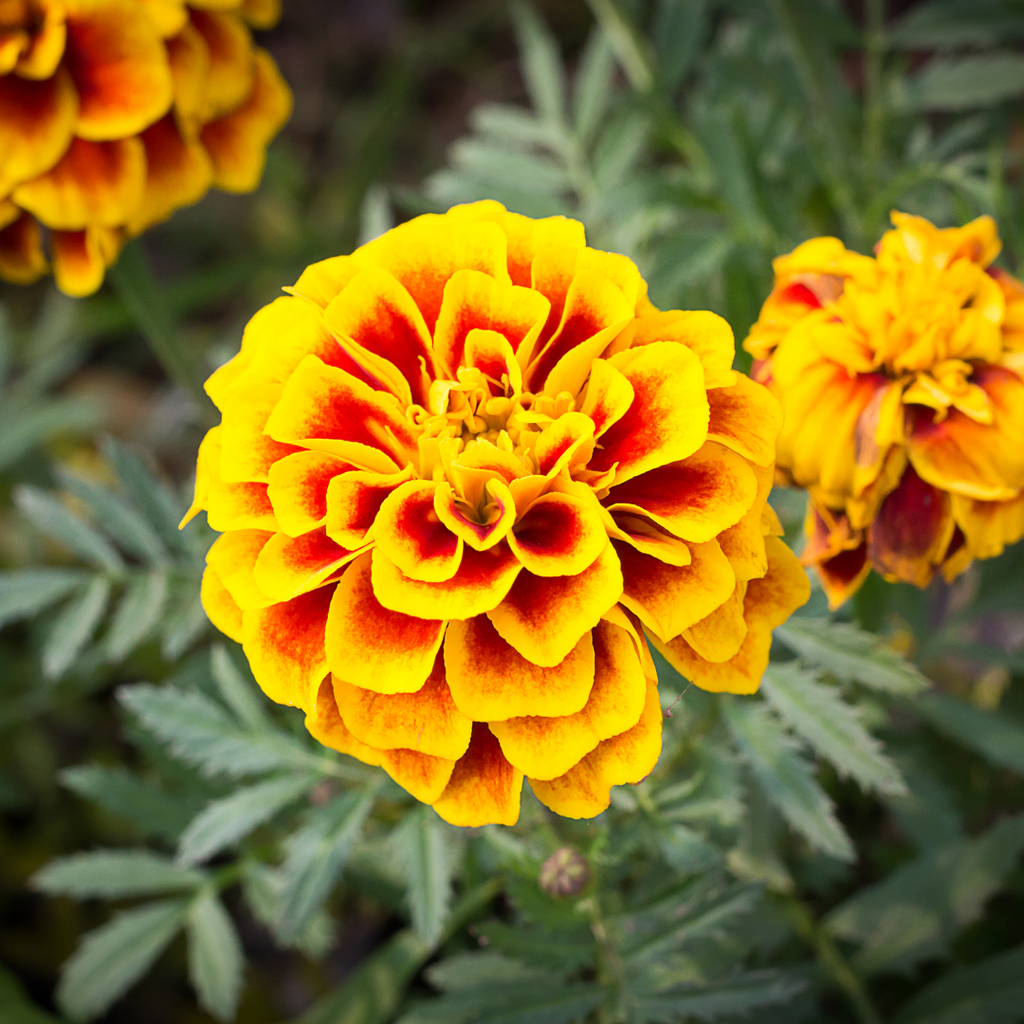 marigold flower