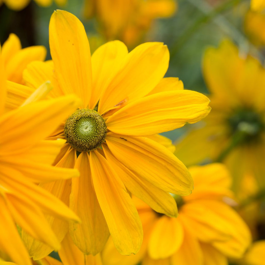 yellow daisies