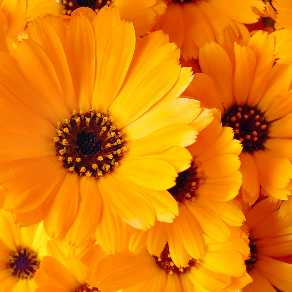 calendula