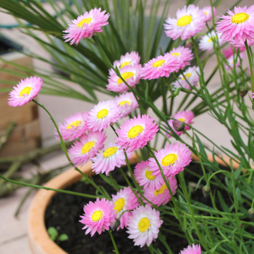 australian paper daisy