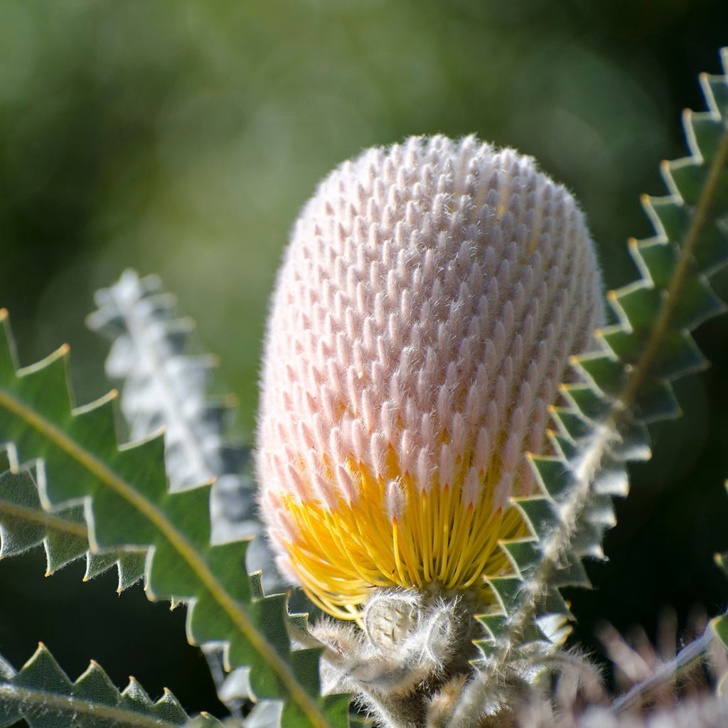 orange banksia