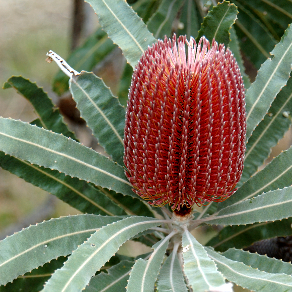 red banksia