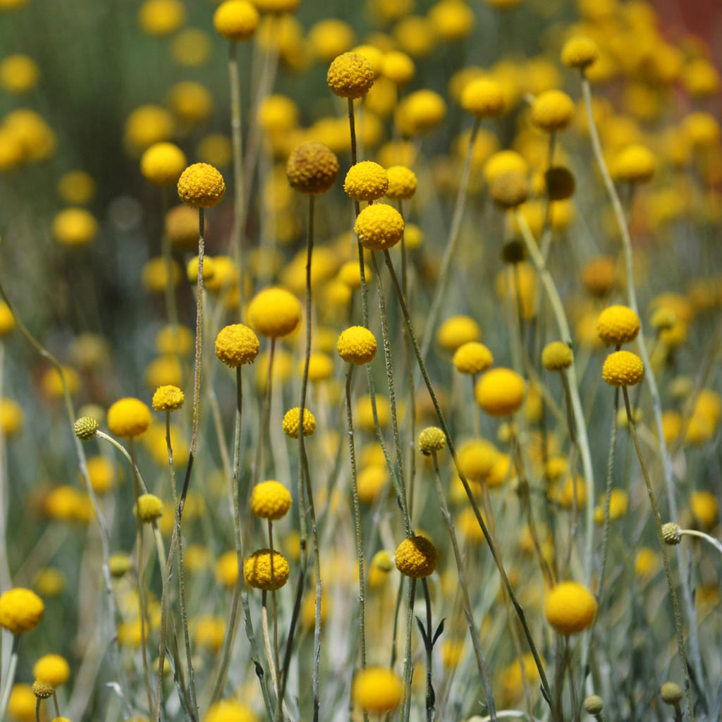 billy buttons field