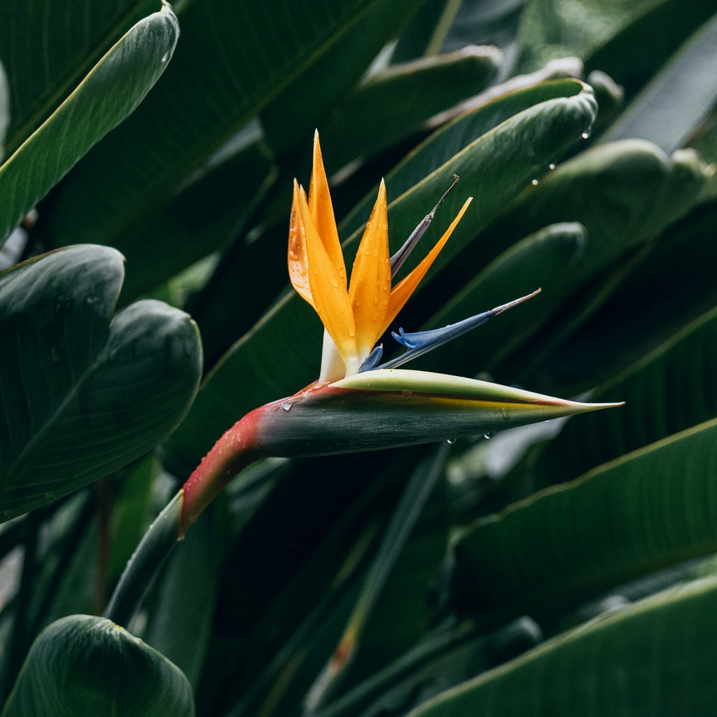 bird of paradise plant