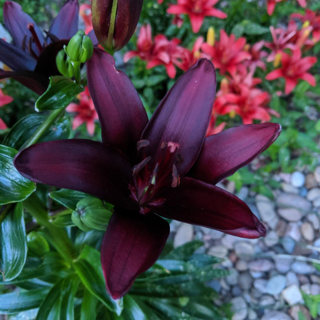 black lily