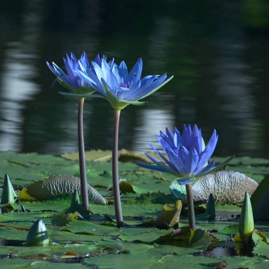 blue water lilies