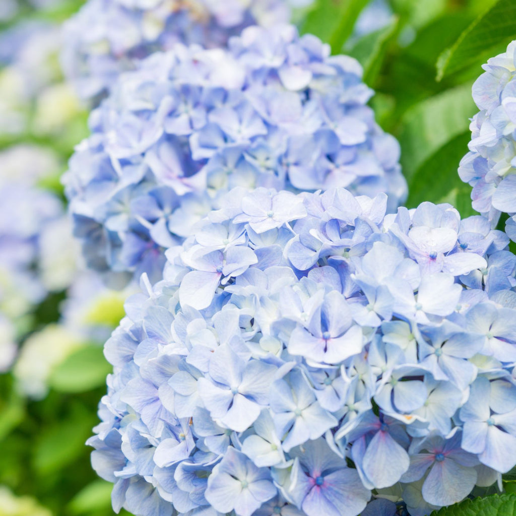 blue hydrangeas