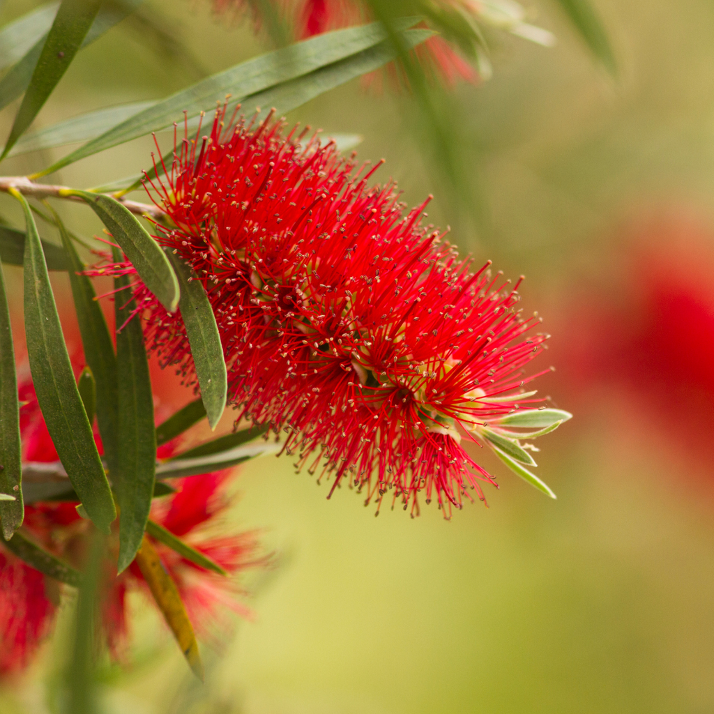 bottlebrush