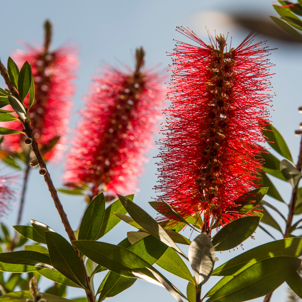 bottlebrushes