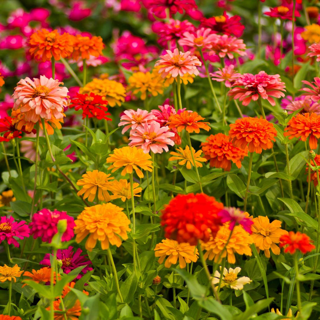 field of colourful zinnias