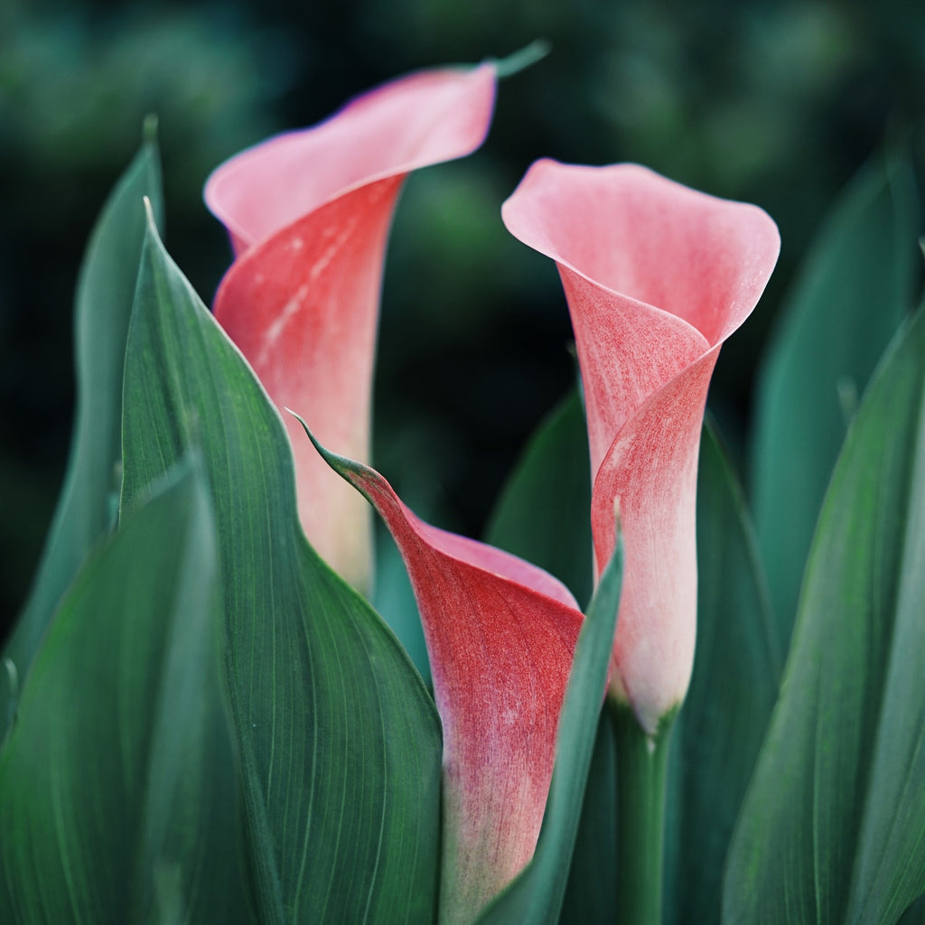 pink calla lily