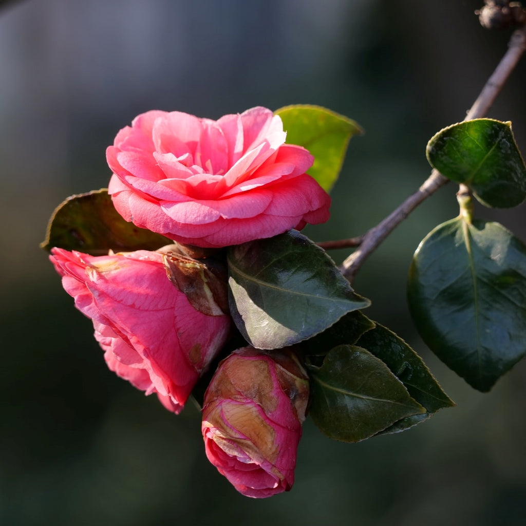 pink camellias on a branch with green leaves