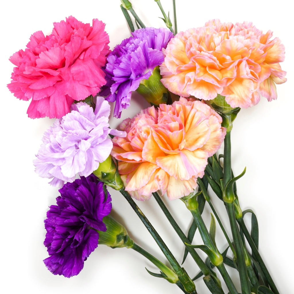 orange, purple and pink carnations