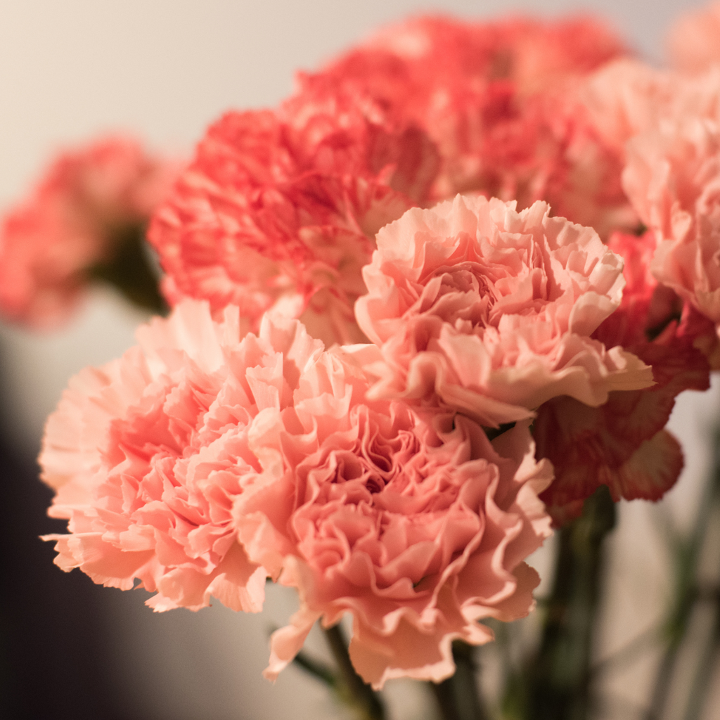 coral carnations 1st anniversary flower