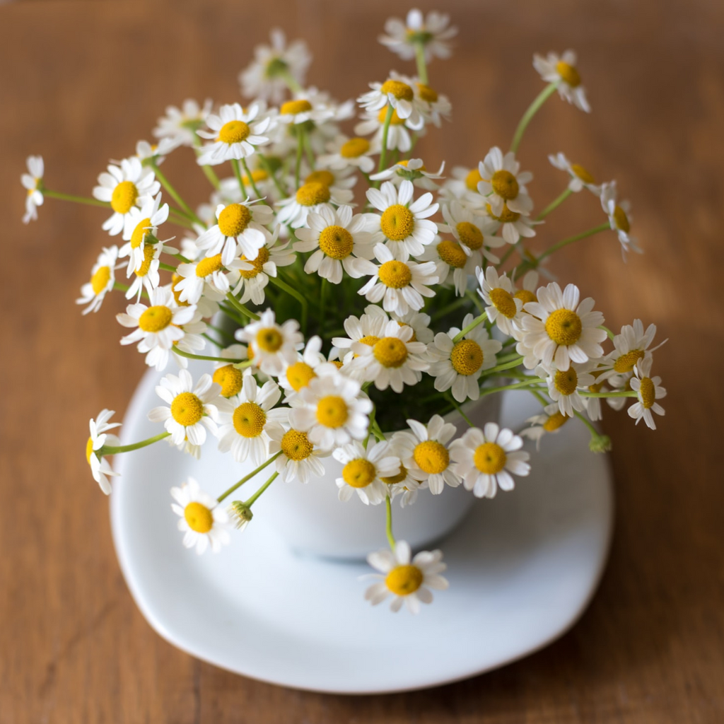 chamomile flowers in a teacup