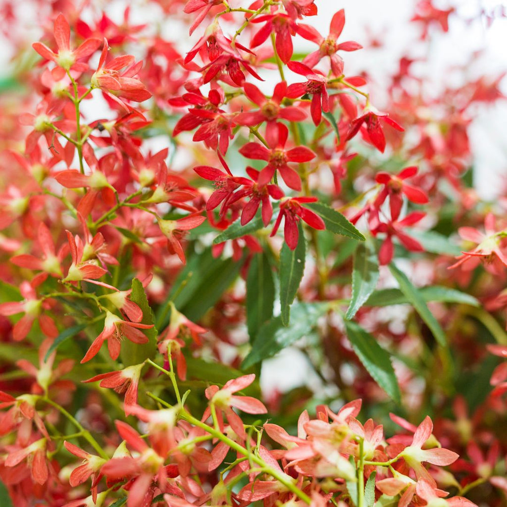 australian christmas bush