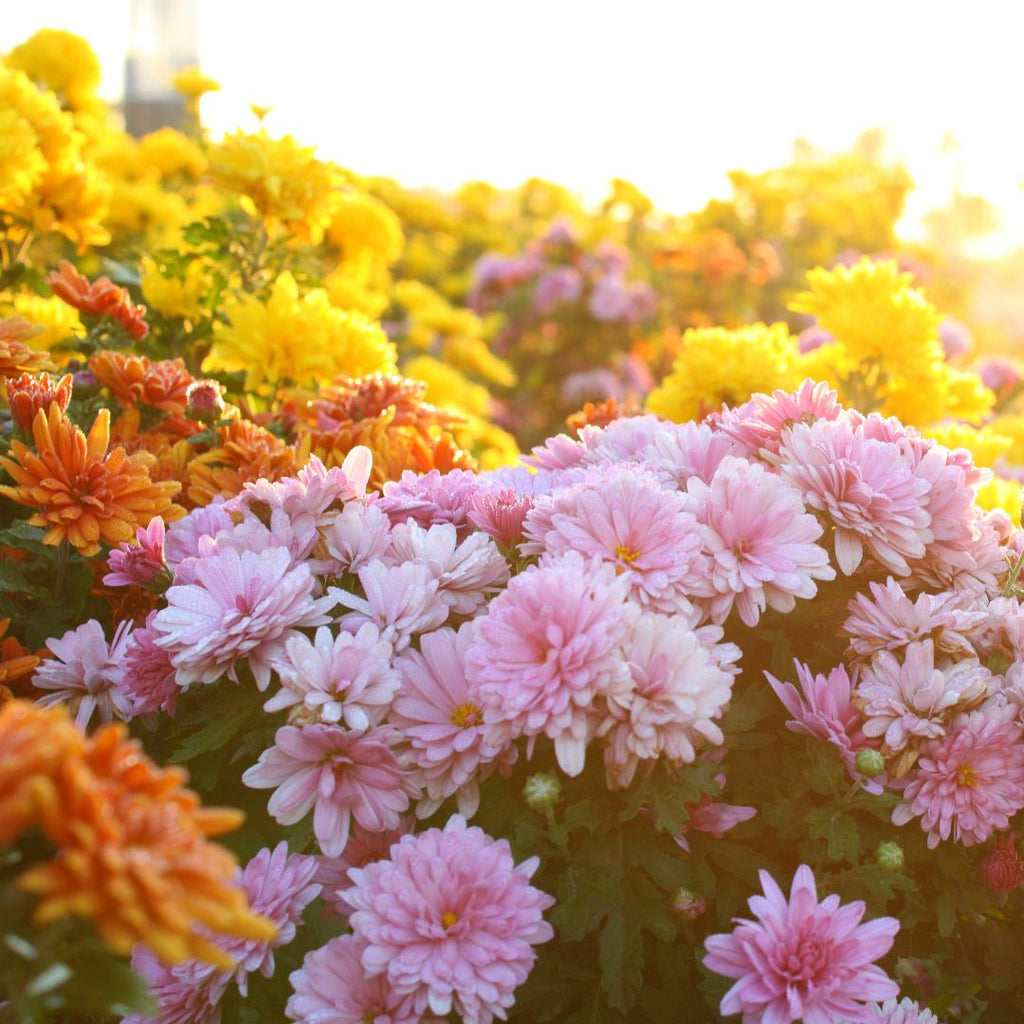 chrysanthemums at sunset