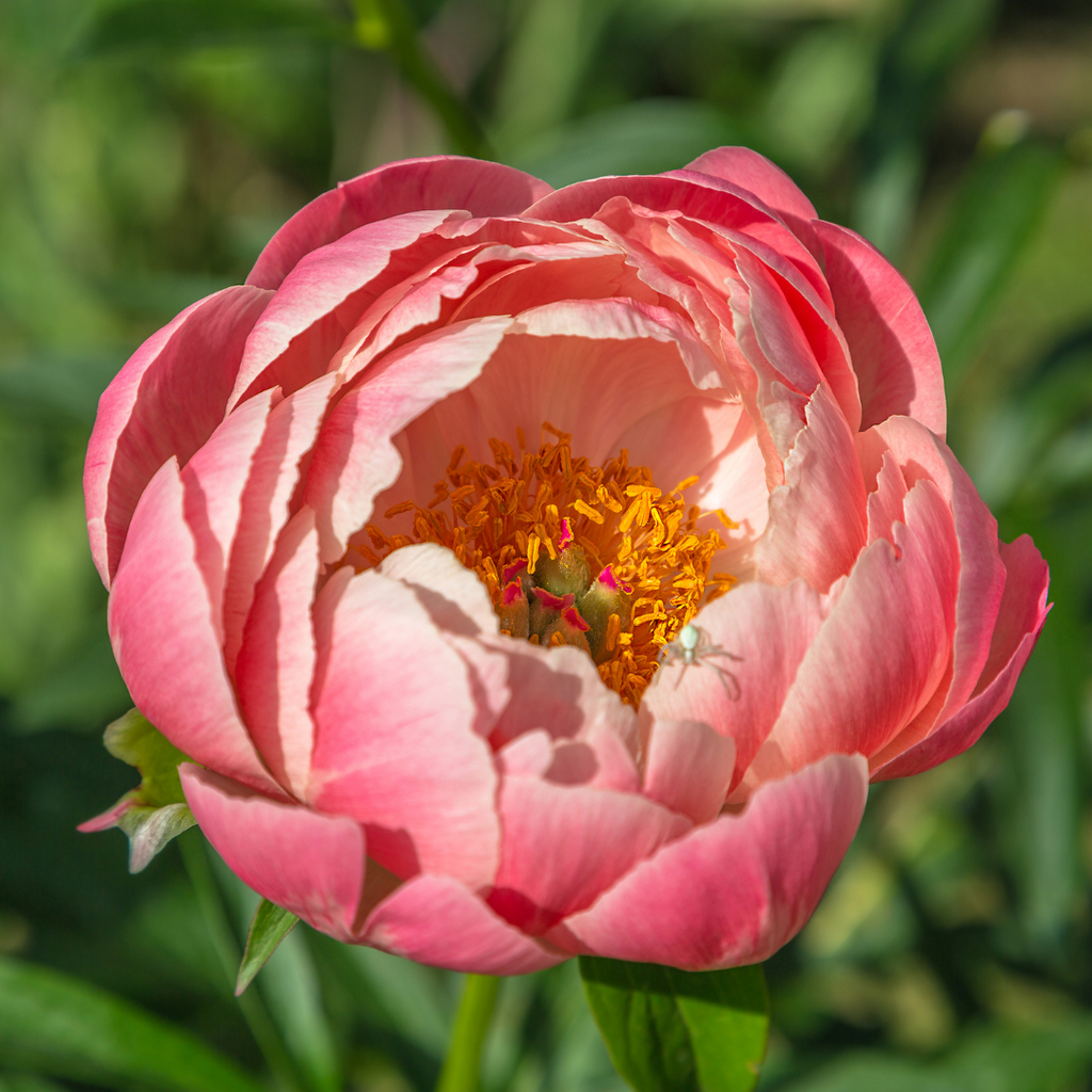 coral charm peony