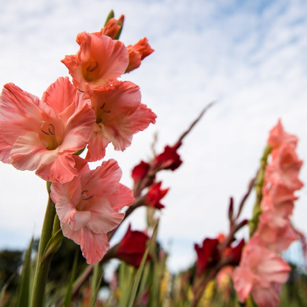 coral gladiolus in field