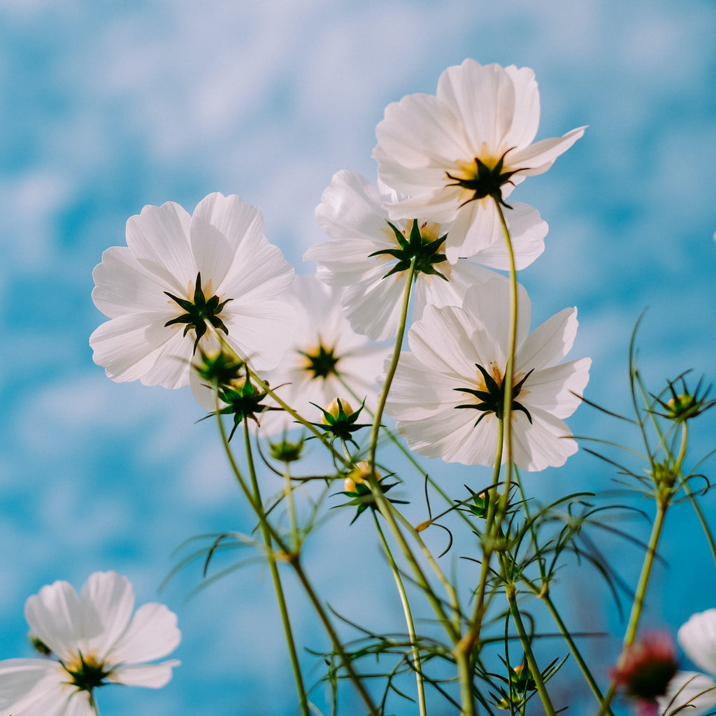 white cosmos flowers against a blue sky