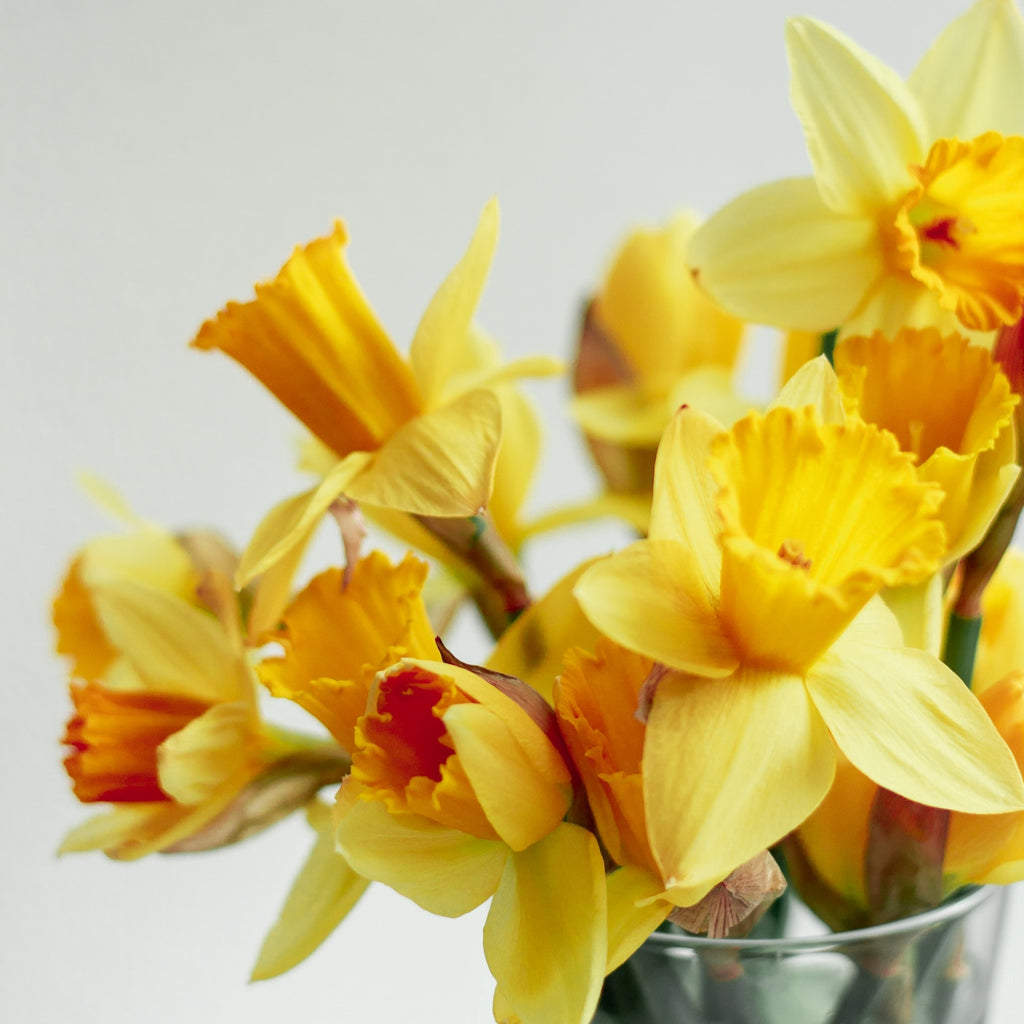 yellow daffodils in a glass vase